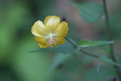 Abutilon persicum